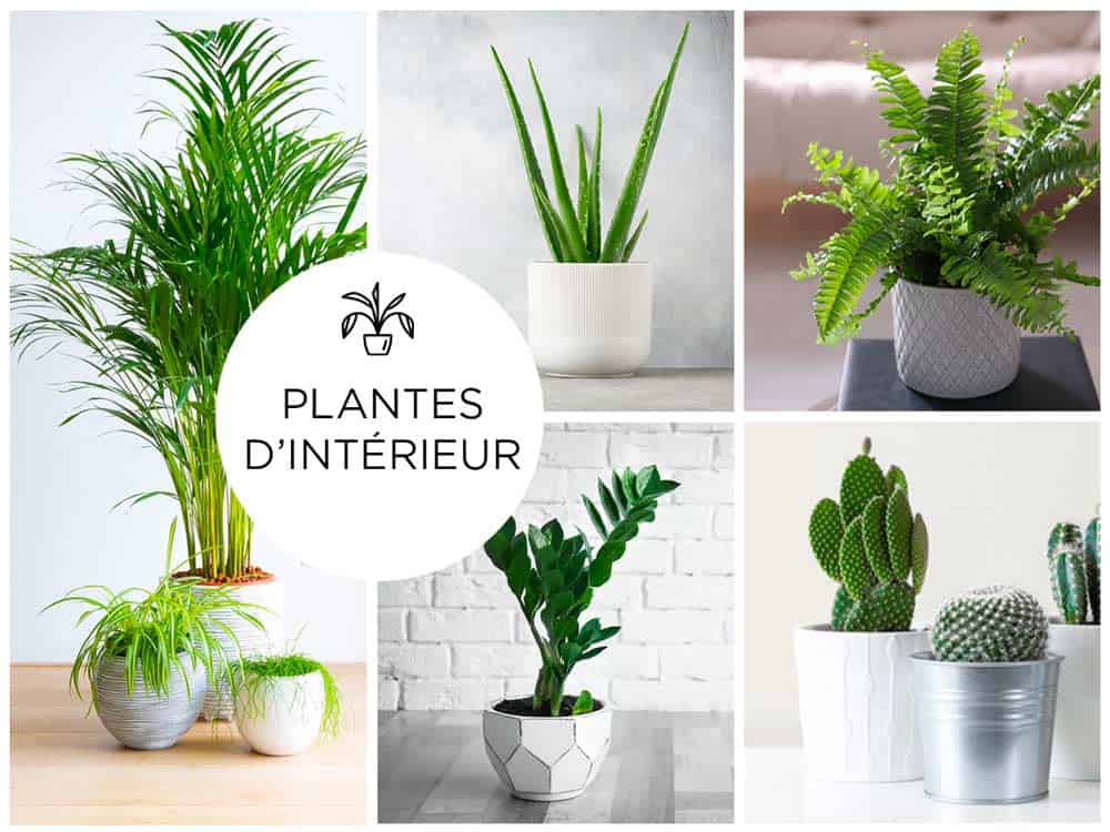 Plantes vertes d'intérieur Plantes vertes d'intérieur